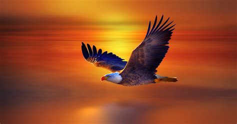 Bald Eagle Flying Wallpaper Hd