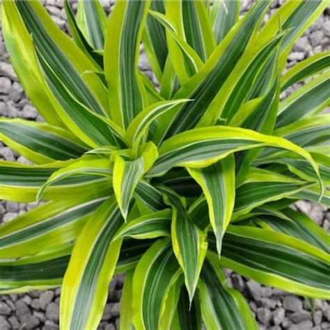 Dracaena Care Guide: Growing Tips | HGTV