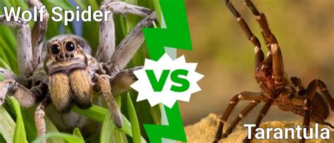 Wolf Spider vs Tarantula: What Are the Differences? - IMP WORLD