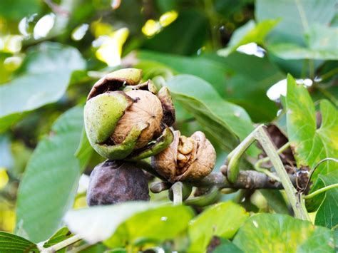 Walnut Tree Care - How To Grow A Walnut Tree