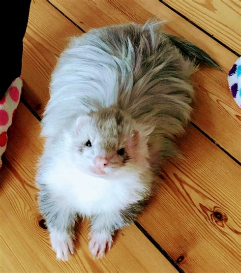 The Angora Ferret 10 Things you Never Knew | DIY Ferret