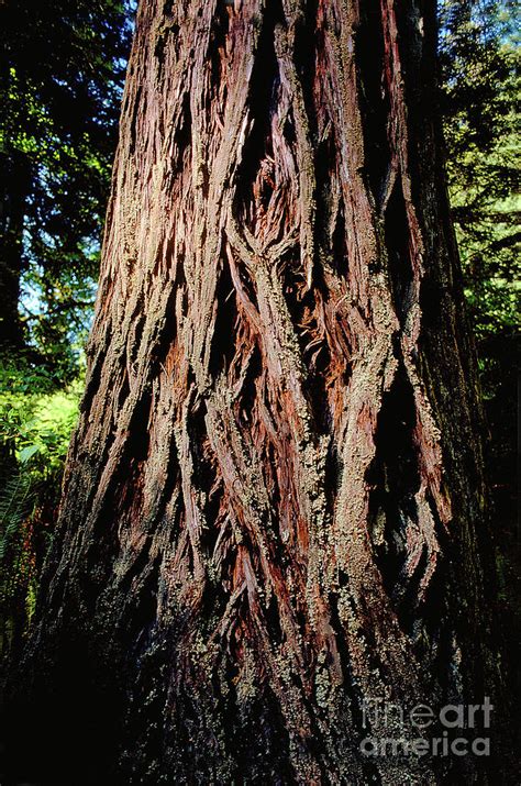 Redwood Tree Bark Texture Photograph by Wernher Krutein - Pixels