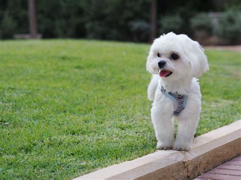 10+ Best Haircuts for Your Maltese | Pictures of Maltese Haircuts