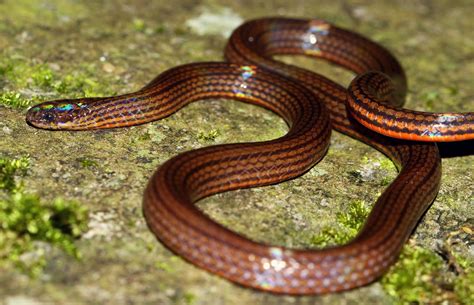 (Calamaria pavimentata) Collared Reed Snake | Found on the r… | Flickr