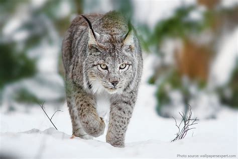 Interesting facts about Canada lynx | Just Fun Facts