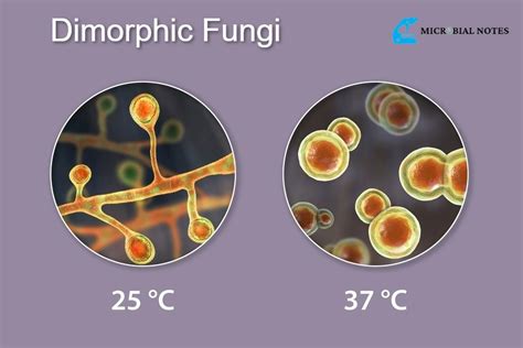 Dimorphic fungi- Understanding the Importance, Pathogenesis, and life cycle - Microbial notes