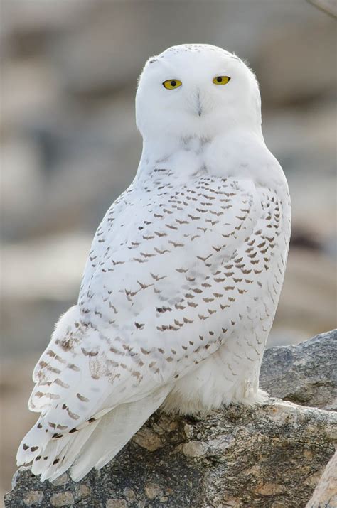 Shooting Snowy Owls at airports | The Roger Tory Peterson Institute of Natural History