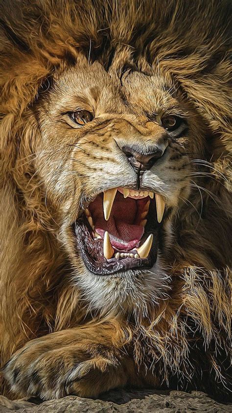 Roaring Lion, Lion Roaring Ultra HD phone wallpaper | Pxfuel