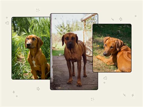 Rhodesian Ridgeback dog breed profile