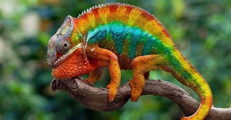 10 Mind-Blowing Chameleon Facts! - A-Z Animals