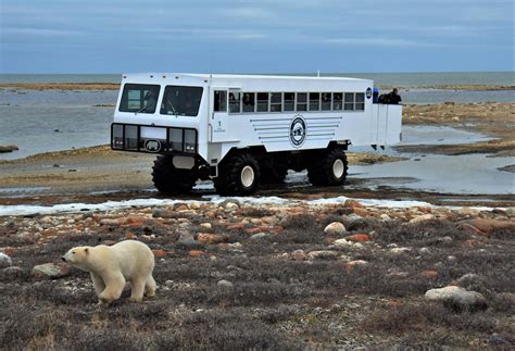 How To See Churchill Polar Bears In The Wild - Adventure Family Travel - Wandering Wagars