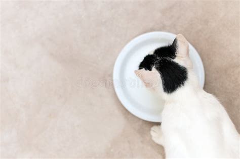 Cat Drinking From A Bowl Of Milk Stock Image - Image of tabby ...