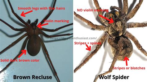 Brown Recluse vs Wolf Spider: 13 Differences To Identify Them