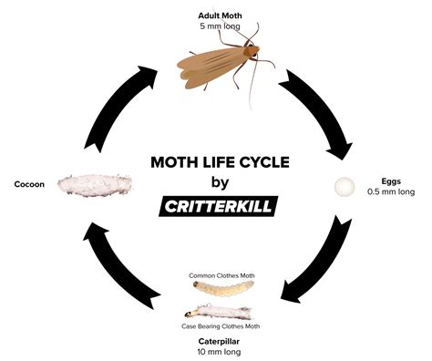 Cloth Moth Life Cycle