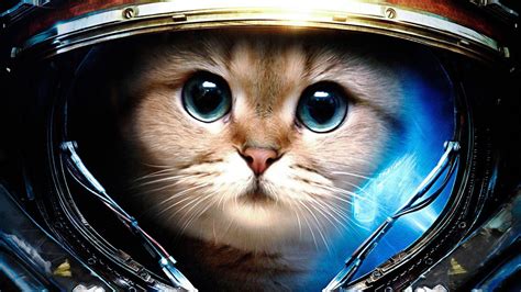 3D Space Cat Wallpapers - Top Free 3D Space Cat Backgrounds - WallpaperAccess