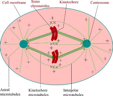 Schematic representation of mitotic spindle of somatic animal cells in ...