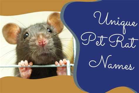 Unique Pet Rat Names: The Best Curated List to Choose From!