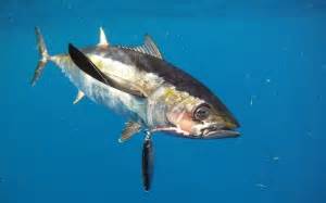 Blackfin Tuna