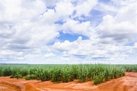 Premium Photo | Cane sugar plantation in brazil