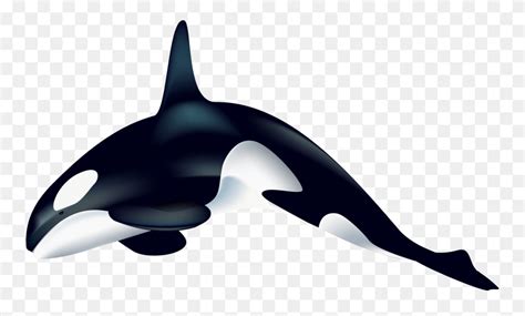 Jenny's Crafty Creations Orca Killer Whale Silhouette - Orca Clipart - FlyClipart