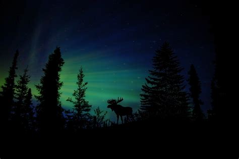 Moose Forest Animal Dawn Silhouette Aurora Wallpaper,HD Animals Wallpapers,4k Wallpapers,Images ...