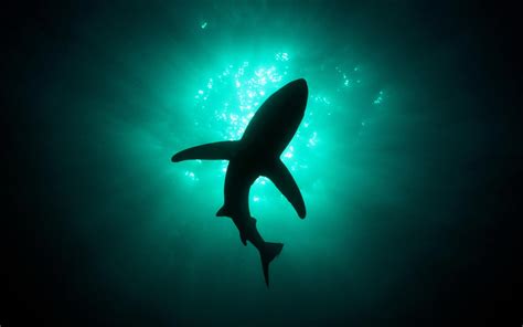 Cool Shark Wallpapers - Top Free Cool Shark Backgrounds - WallpaperAccess