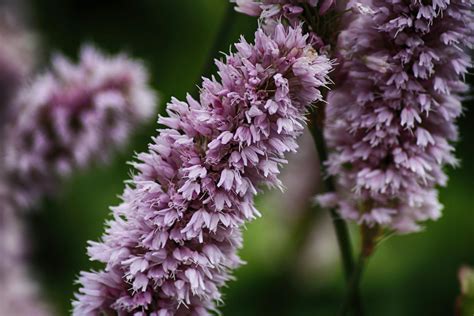 Lavender Flower Field On Bloom · Free Stock Photo