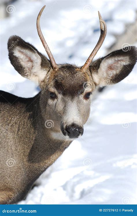 Young Mule Deer with New Antlers Stock Photo - Image of mammal ...