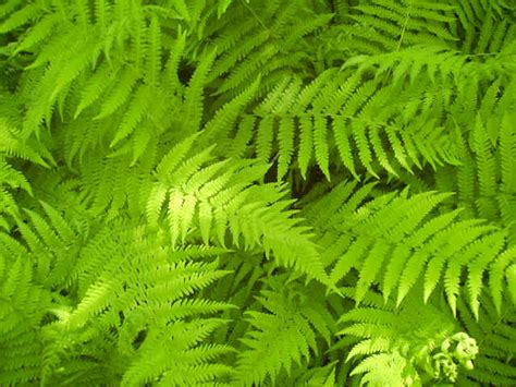 Hay Scented Fern For Sale | Buy Ferns Online | Fern Plants