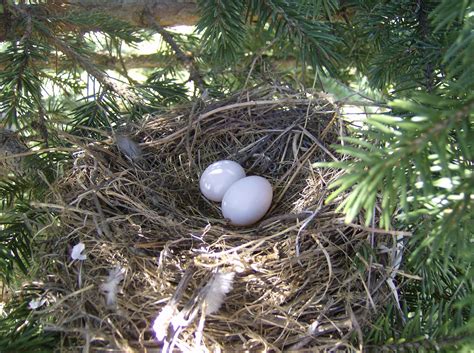 Mourning Dove | Mourning dove, Mourning dove nest, Dove nest