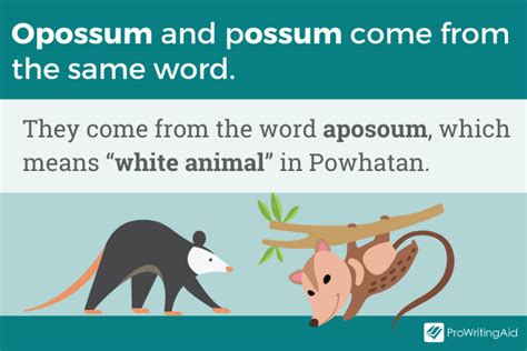 Opossum vs Possum: What's the Difference?