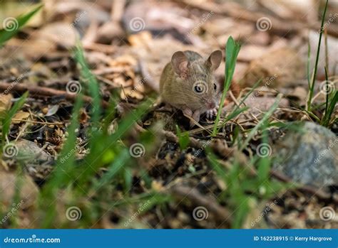 A House Mouse Eating stock image. Image of adorable - 162238915