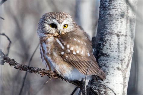 Decoding Our Nine Owl Species – Santa Lucia Conservancy