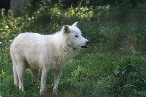 Arctic Wolf Facts For Kids - All About Arctic Wolves