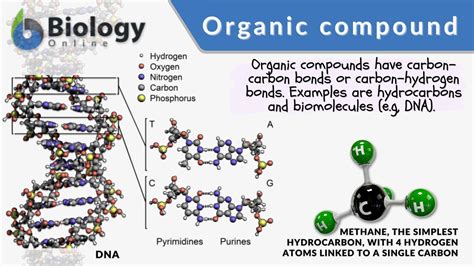 Organic Compounds Examples Everyday Life