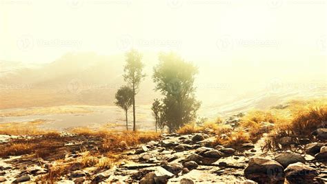 Pine trees and Huangshan mountains in China 5612303 Stock Photo at Vecteezy