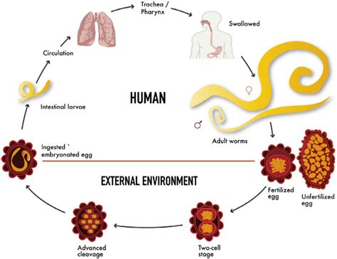 Ascaris Lumbricoides Life Cycle Life Cycle Ascaris Lumbricoides Part ...