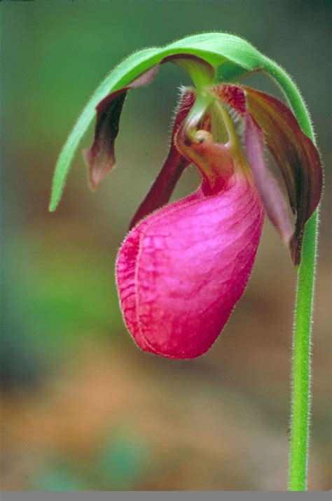 Free picture: up-close, dark, pink, lady, slipper, orchid, moccasin, flower, cypripedium acaule