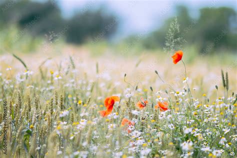 Poppy flower field Stock Photo | Adobe Stock