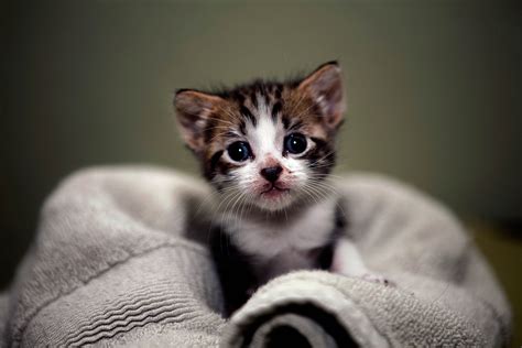 Cute Kittens Wallpapers For Mobile - Wallpaper Cave