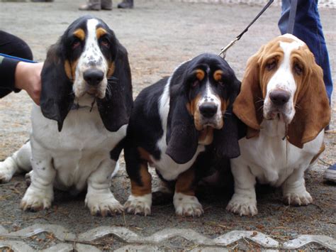 File:Basset hound puppies x.JPG