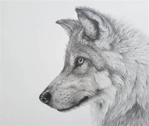 Gray Wolf. Detailed Black and White Wildlife Drawings. Realistic Animal Drawings, Pencil ...