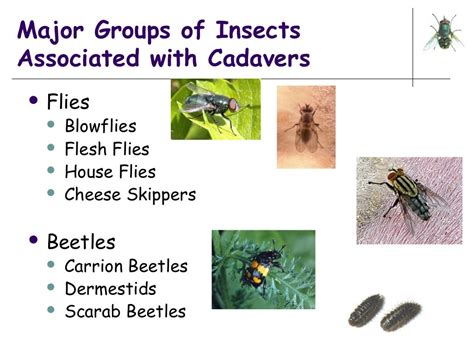 Forensic entomology