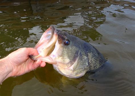 What’s the World Record for Largemouth Bass? Top 15 Bass | BassForecast Nation's Top Bass ...