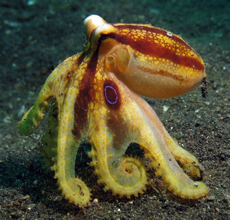 Ocellated Octopus | Flickr - Photo Sharing!