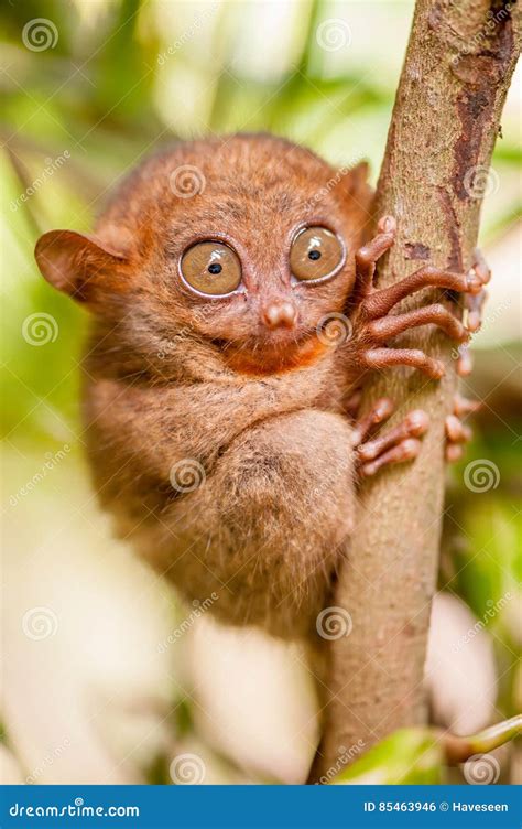 Tarsier Monkey in Natural Environment Stock Photo - Image of primate ...