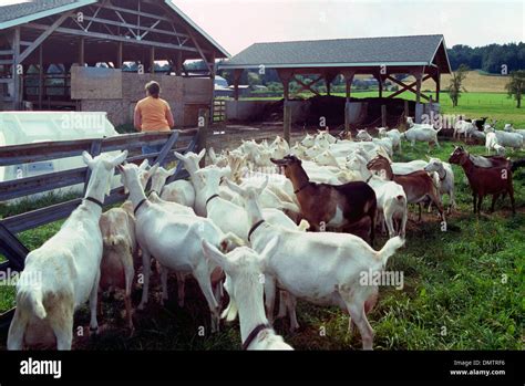 Saanen Dairy Goat Farm