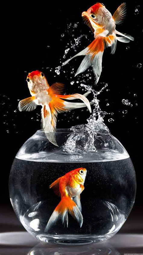 Goldfish - Android, iPhone, Desktop HD Backgrounds / Wallpapers (1080p, 4k) (104414) # ...