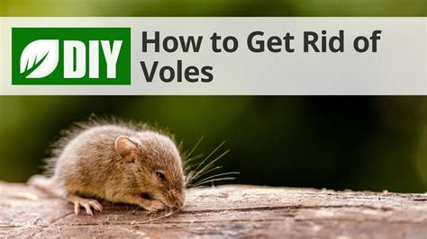 Get Rid Of Voles - Kelly's Classroom