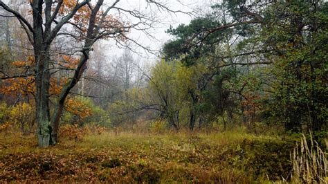 Misty autumn forest wallpaper - Nature wallpapers - #40680